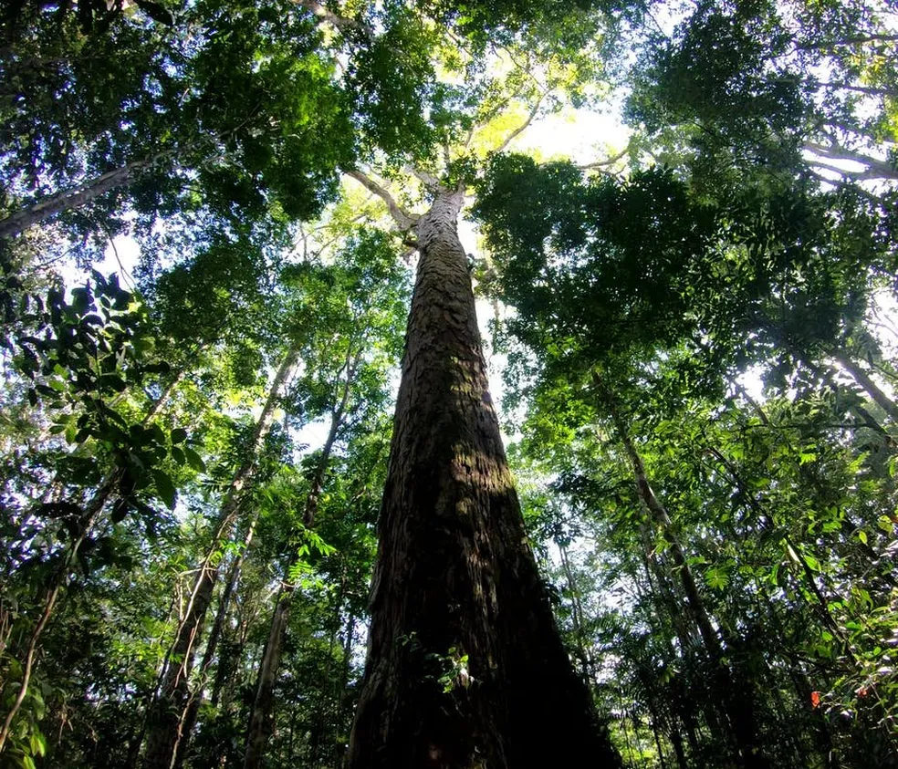 Dia da Amazônia em Belém