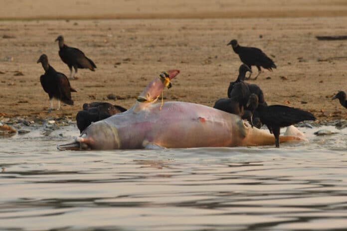 Seca na Amazônia: Mortes de Botos