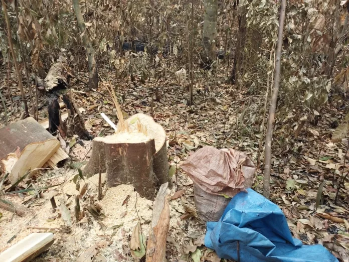 Prisões por Queimadas Ilegais na Amazônia