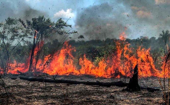 Recorde de 236 Queimadas no Amazonas