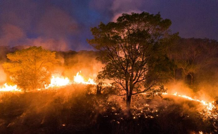 Incêndios no Pantanal: Urgência na Preservação Ambiental