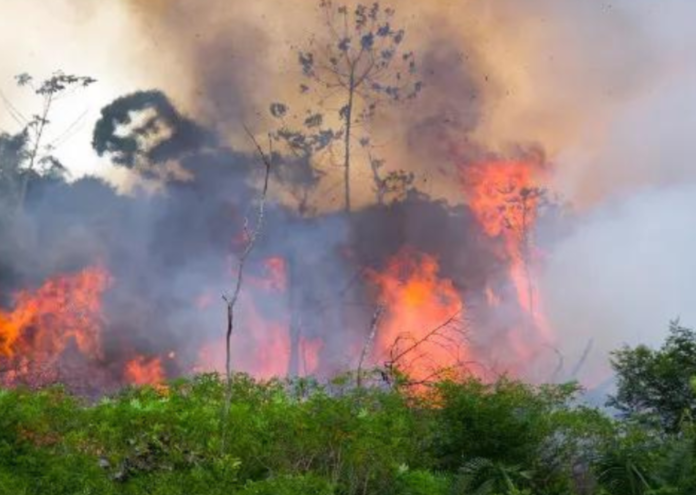 MPAM Exige Transparência sobre Queimadas no Amazonas