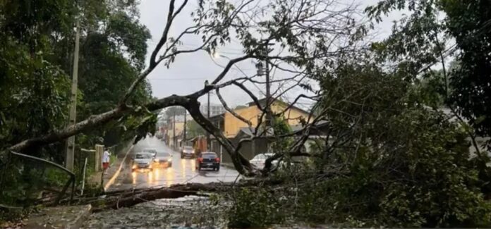 Queda de Árvore em Manaus