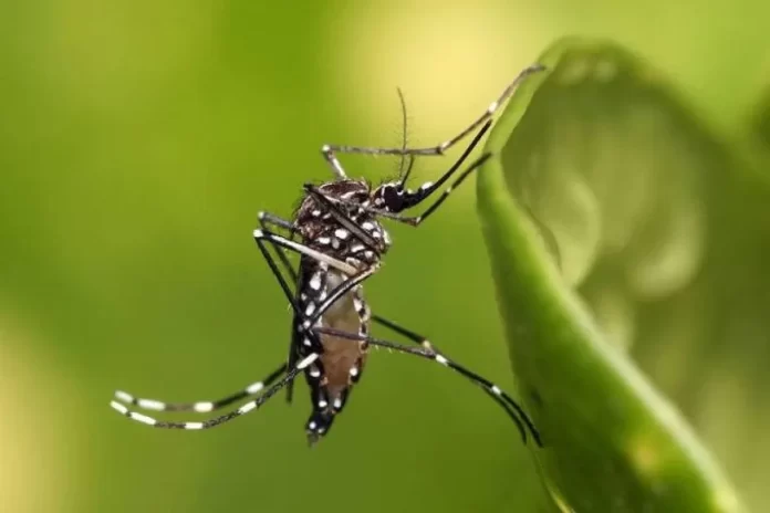 Aumento de Casos de Dengue