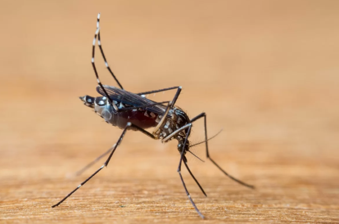 Desafios da Dengue em 2024: Estratégias de Combate