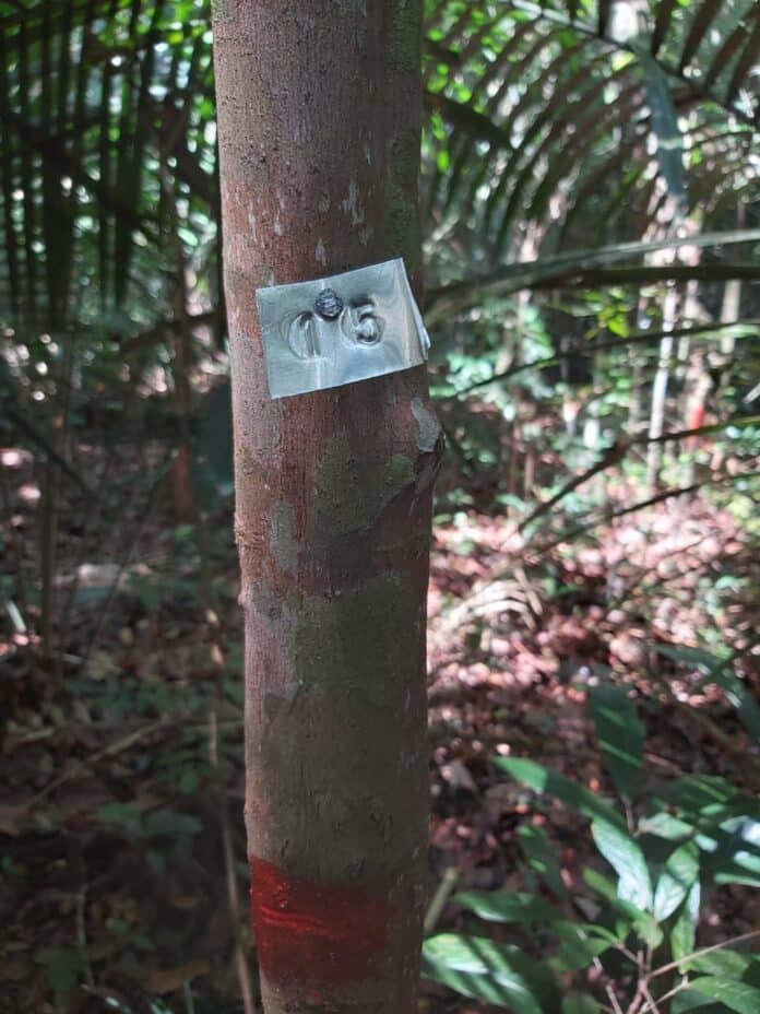 Manejo Florestal no Amazonas