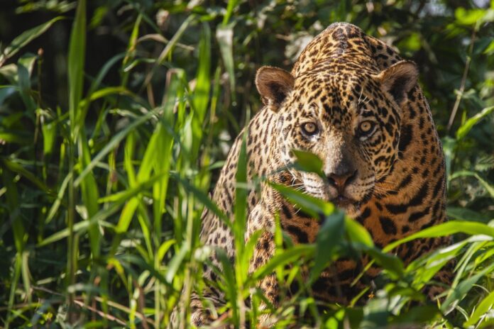 Encontro com Onça-Pintada na Amazônia