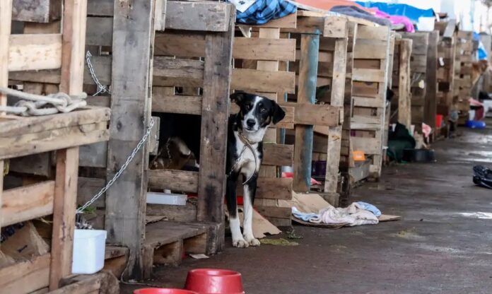 Recursos Federais para Animais Resgatados no RS