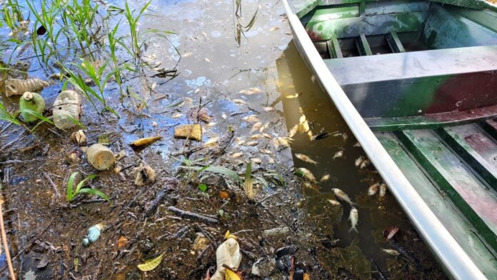 Contaminação Mata Peixes em Lago de Manaus