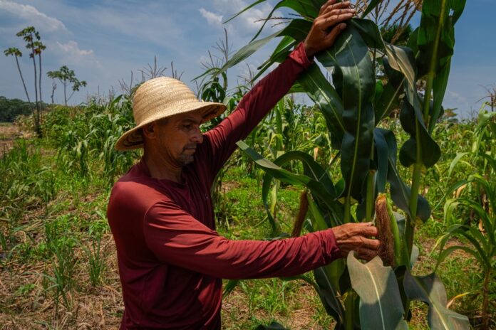 Seca no Amazonas Prejudica Agricultura