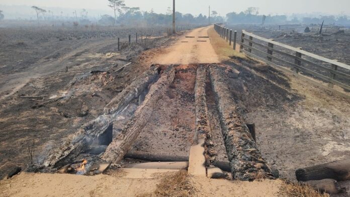 Homem Preso por Incêndio em Mata no Amazonas