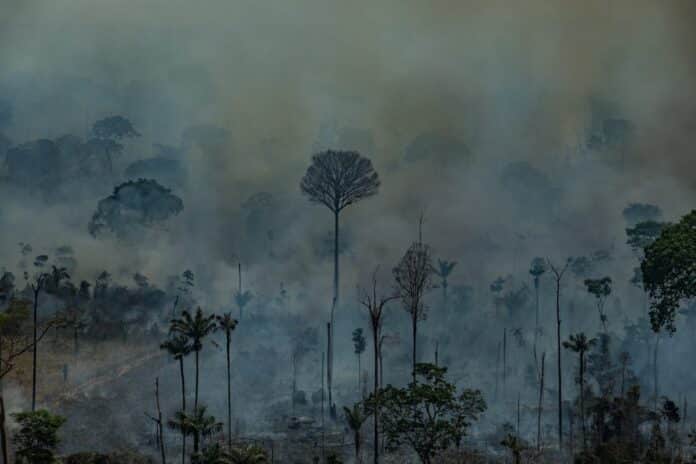 Ibama multa empresas por incêndio no Pantanal