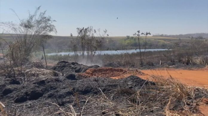 Incêndios Florestais Devastam Brasil