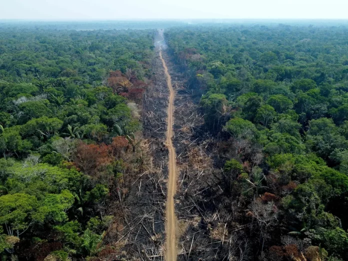 Condenados por desmatamento no Amazonas