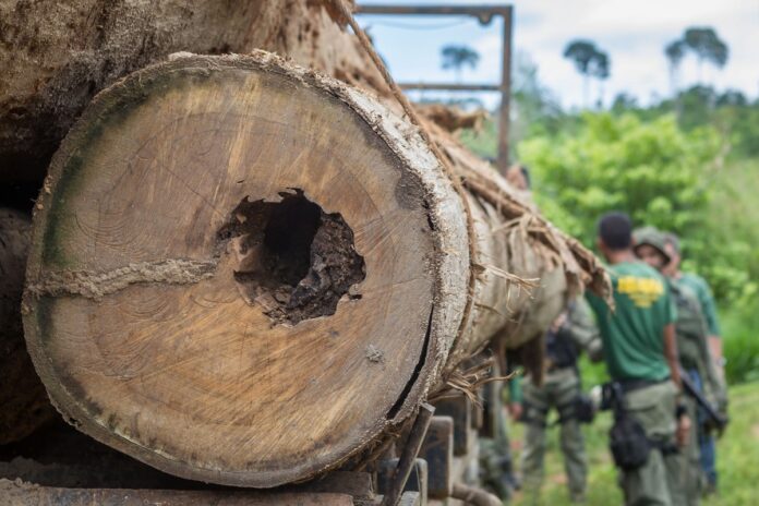 PF prende suspeito de desmatamento no Amazonas