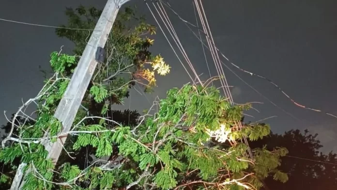 Chuva derruba árvores em Manaus