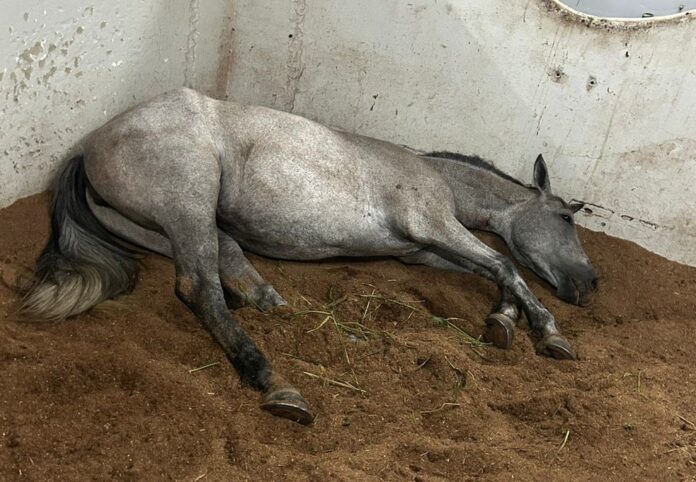 Mortes de Cavalos em Manaus