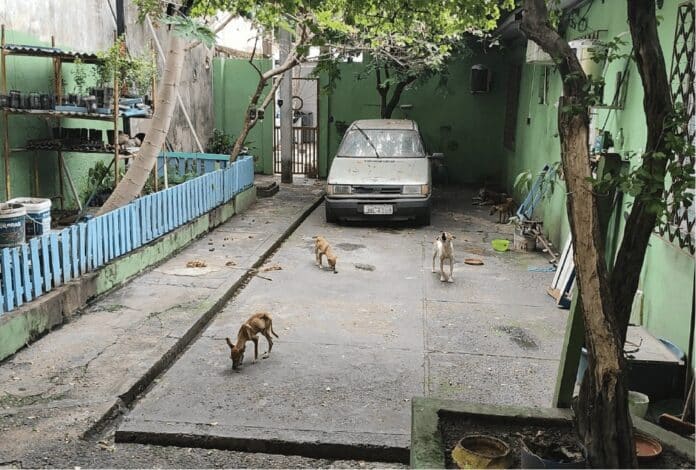 Idoso Preso por Maus-Tratos a Cães em Manaus