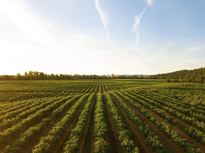 Agro brasileiro cresce no México com barreiras nos EUA